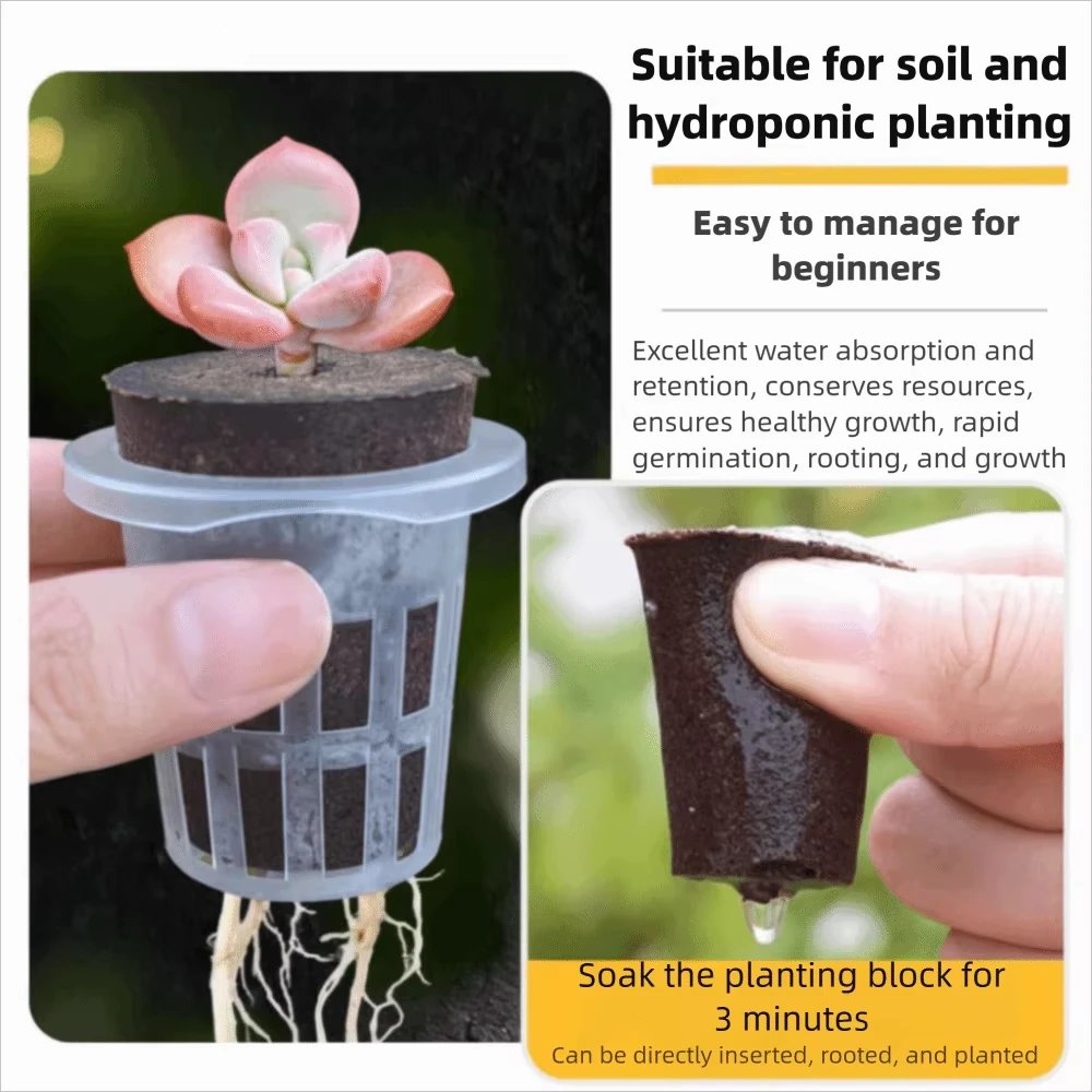 Transparent Hydroponic Seedling Plant Pot - Image 4